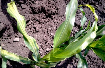 Симптомы дефицита цинка на кукурузе