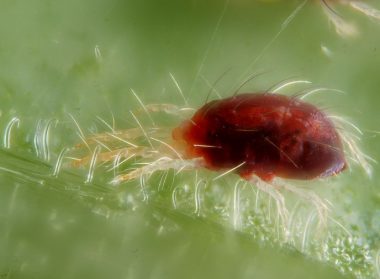 Рис 1. Звичайний павутинний кліщ (Tetranychus urticae Koch)