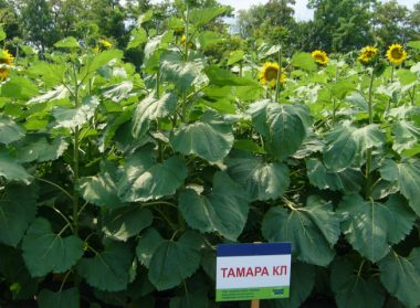 Гибрид подсолнечника Тамара КЛ