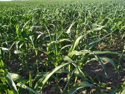 Стан посівів кукурудзи на демополі "Гранд", Хмельницької області, станом на 23 червня