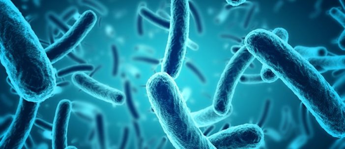 Bacillus Subtilis