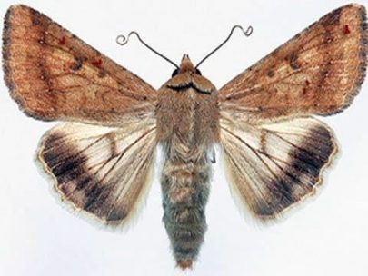 Бавовникова совка (Helicoverpa armigera)