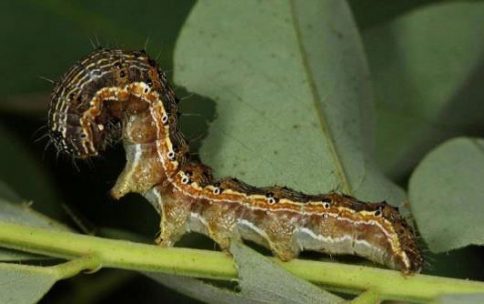 Хлопковая совка (Helicoverpa armigera), гусеница