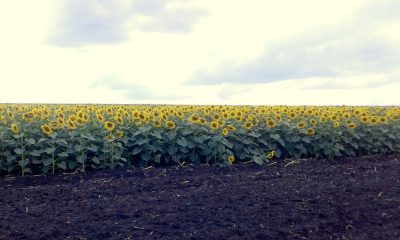 Соняшник на демополі в Кіровоградській області станом на 12 липня 2018р