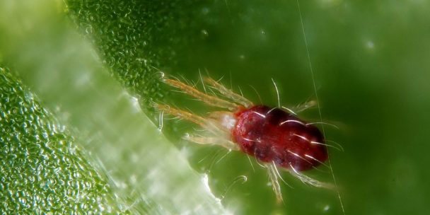 Паутинный клещ (Tetranichus urticae Koch.)