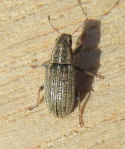 Клубеньковые долгоносики (Sitona lineatus L.)