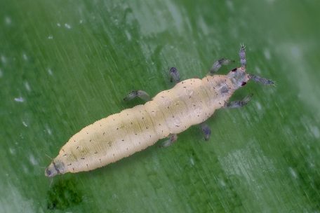 Табачный трипс (Thrips tabaci)