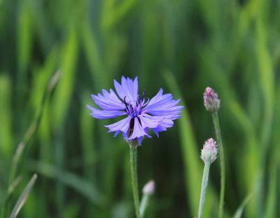 Волошка синя