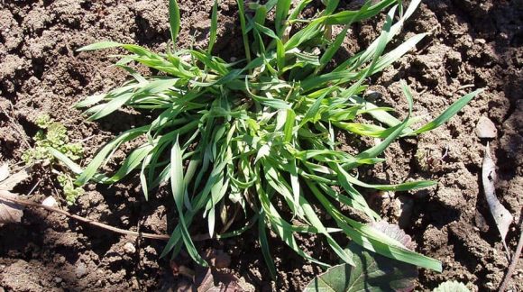 Куряче просо