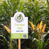 Фото гібриду кукурудзи Сегеді 386