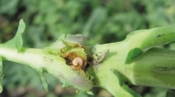 Імаго та личинки прихованохоботник