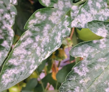 Борошниста роса томатів