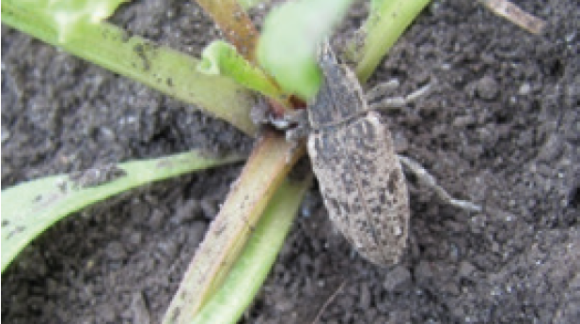 Буряковий довгоносик