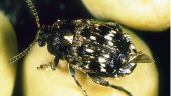 Горохова зернівка