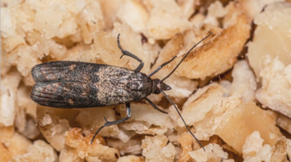 Зернова міль