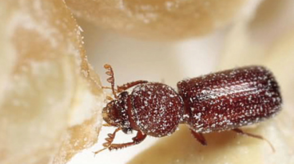 Зерновий точильник