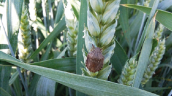 Клоп шкідлива черепашка