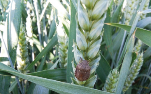 Клоп шкідлива черепашка