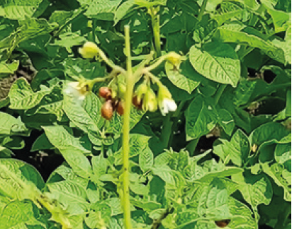 Колорпдський жук