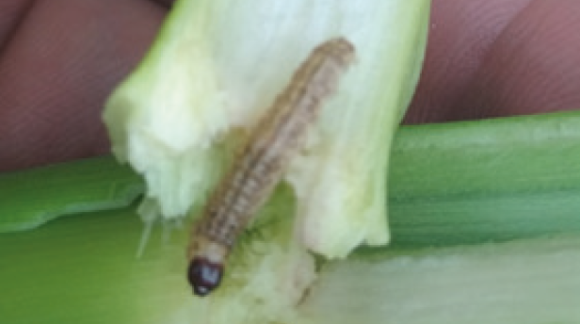 Курурудзяний стебловий