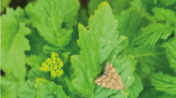 Лучний метелик