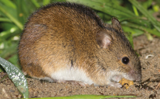 Миша польова