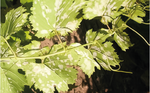 Мілдью на листках винограду