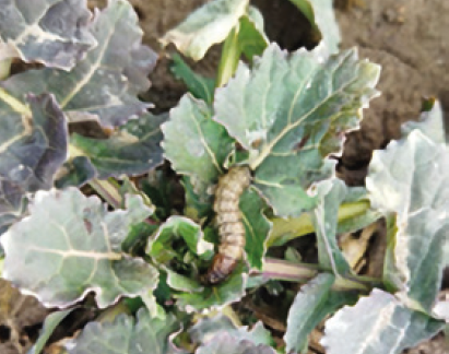 Озима совка