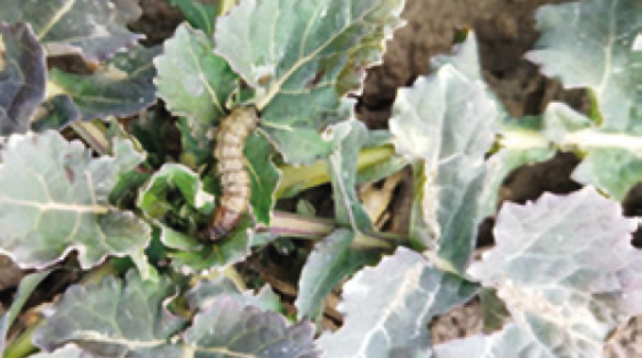 Озима совка