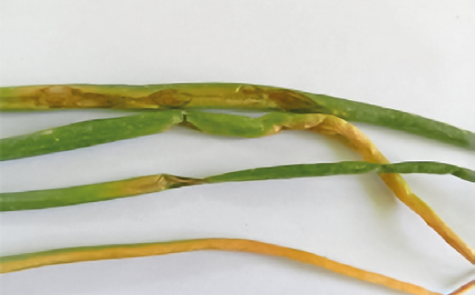 Пероноспороз на цибулі