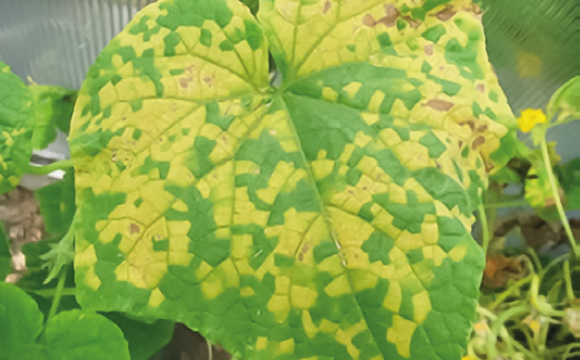 Пероноспороз огірків