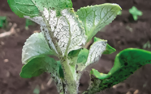 Пероноспороз соняшнику