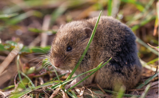 Полівка звичайна