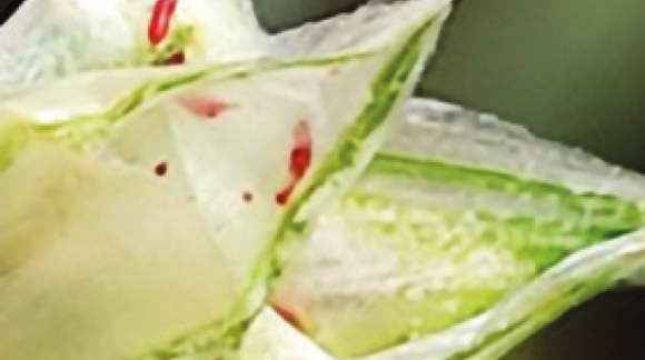 Пшеничний трипс