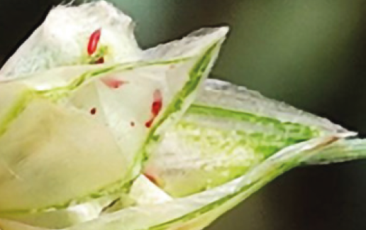 Пшеничний трипс