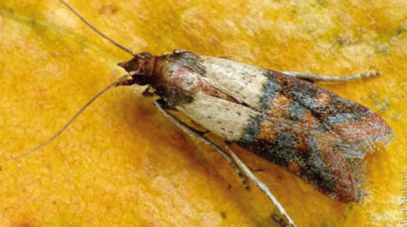 Південна комірна вогнівка