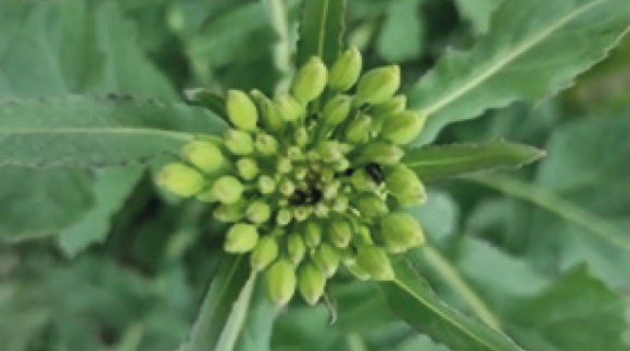 Ріпаковий квіткоїд