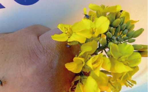 Ріпаковий квіткоїд