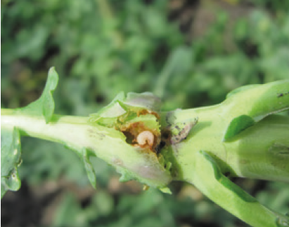 Стебловий прихованохоботник