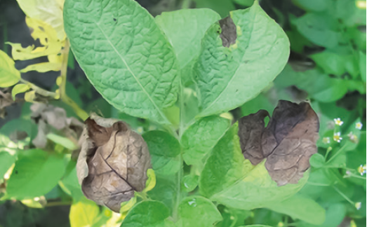 Фітофтороз картоплі