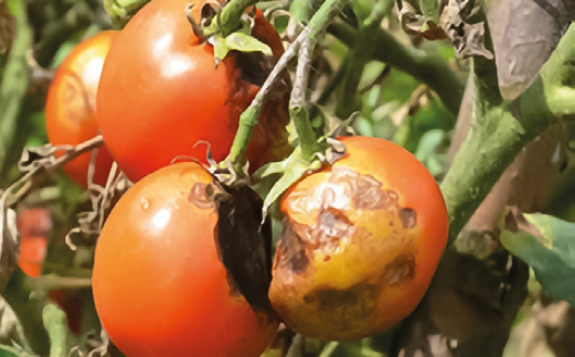 Фітофтороз на помідорах