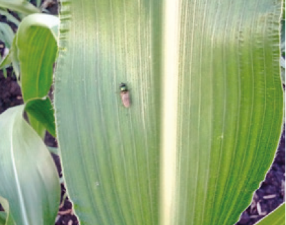 Шведська муха