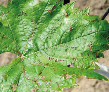 Альтернариоз винограда