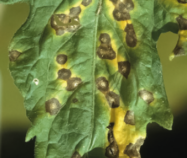 Альтернариоз томатов