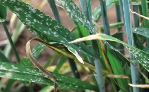 Борошниста роса пшениці