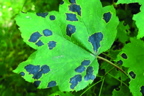 Экскориоз винограда