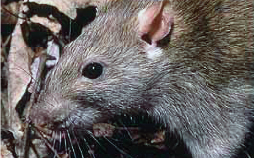 Крыса серая