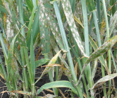 Мучнистая роса пшеницы