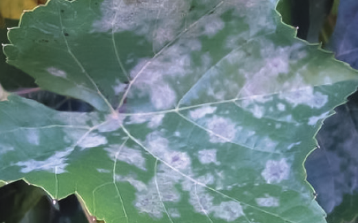 Оїдіум листків винограду