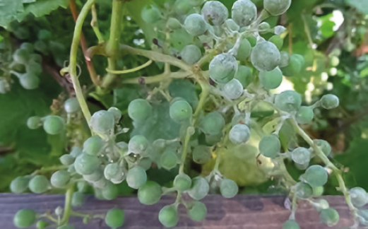 Оїдіум на ягодах винограду